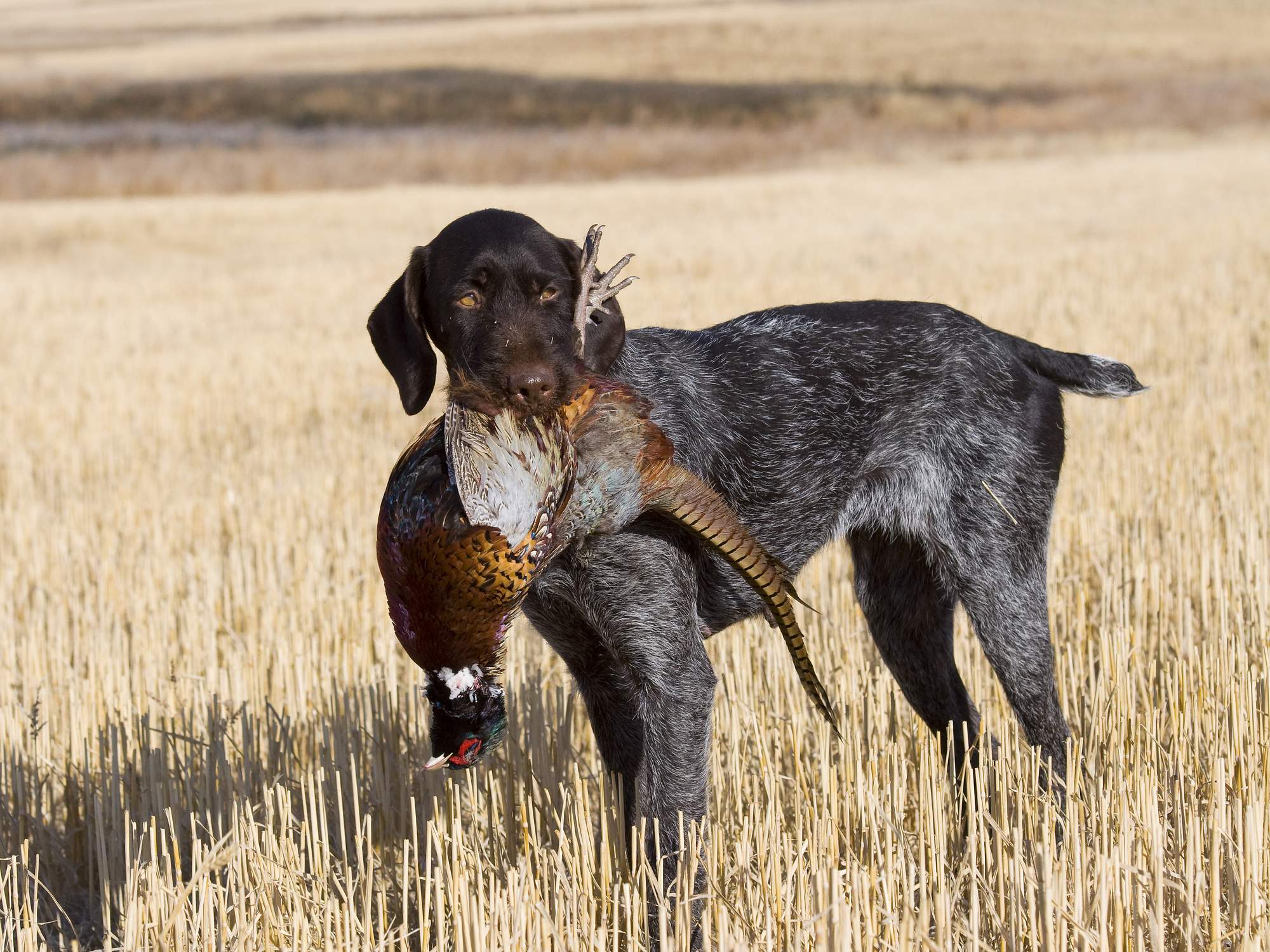 Hunter with outdoor gear