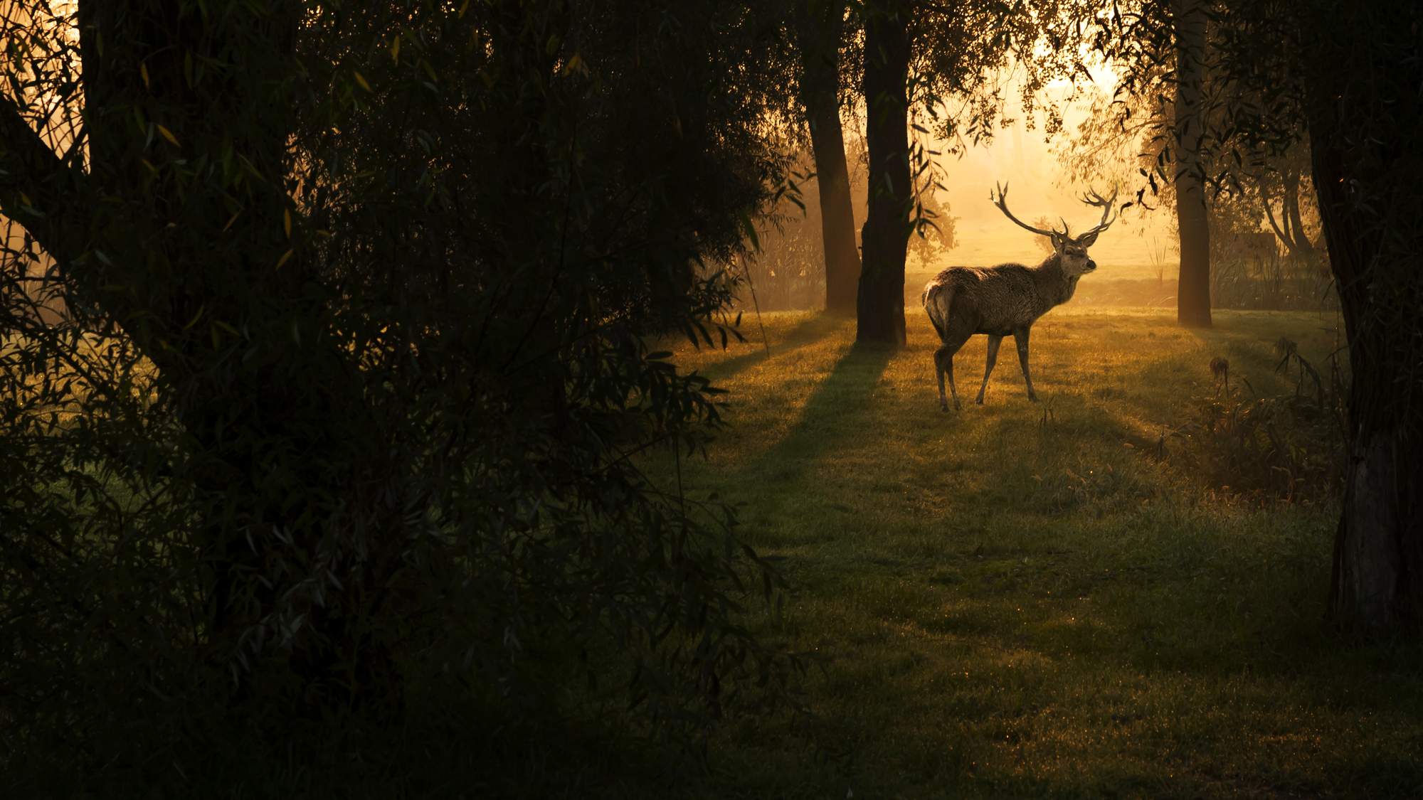 Wild deer in a hunting setting
