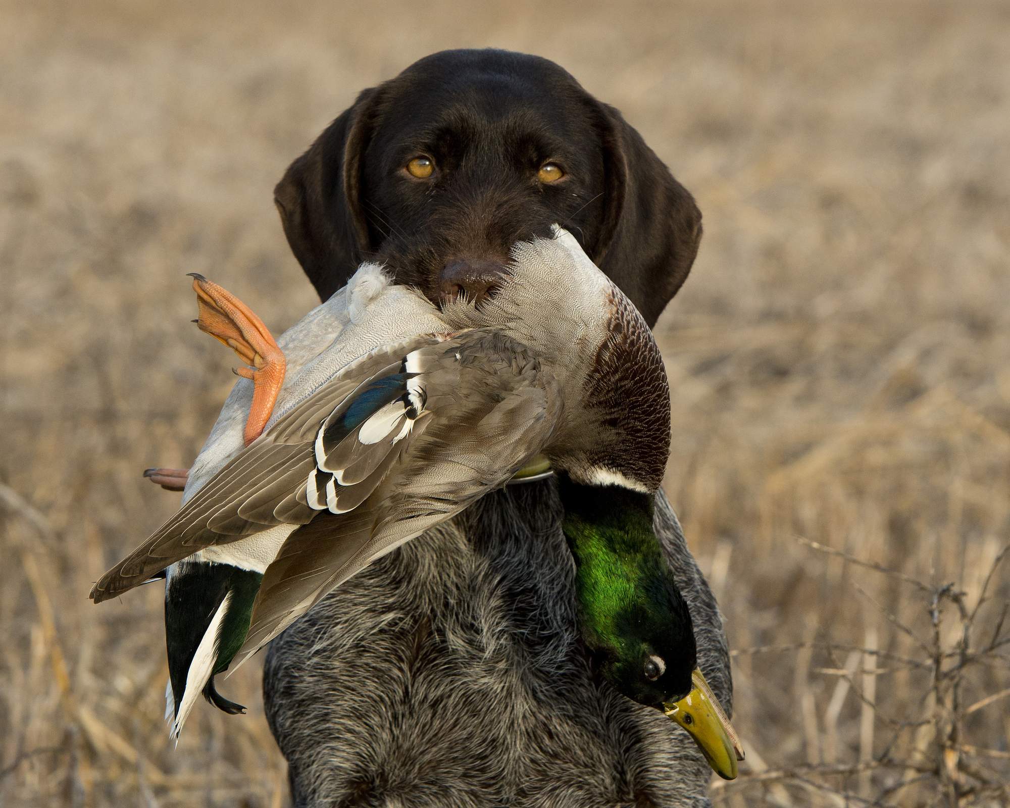 Retriever with duck